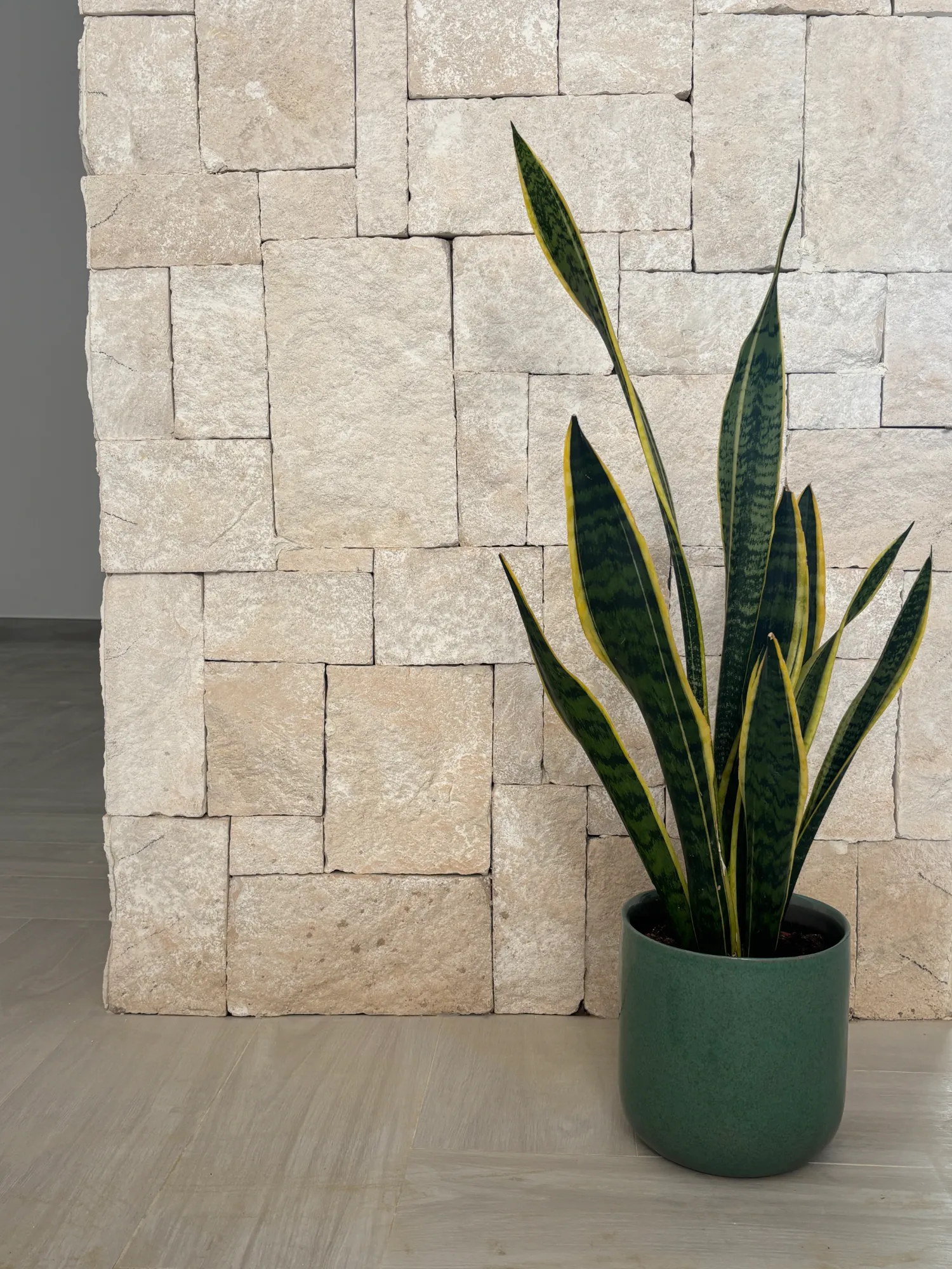 detalle, sansevieria y muro de piedra — Thundi, Calpe