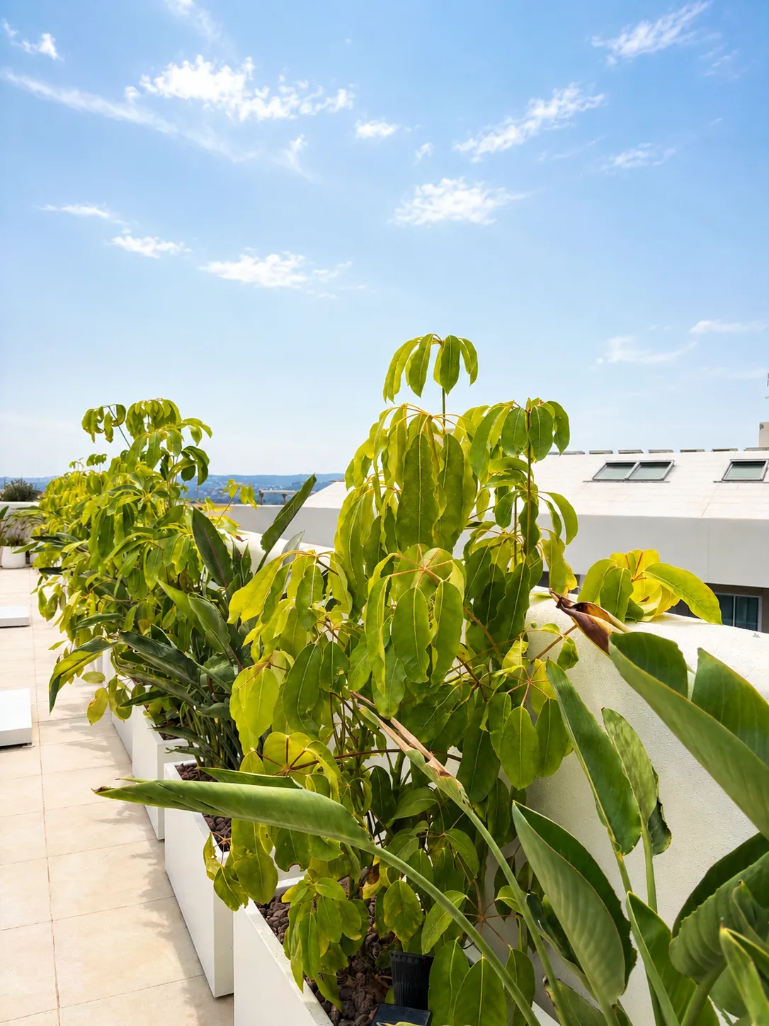 jardineras con plantas y vistas al mar
