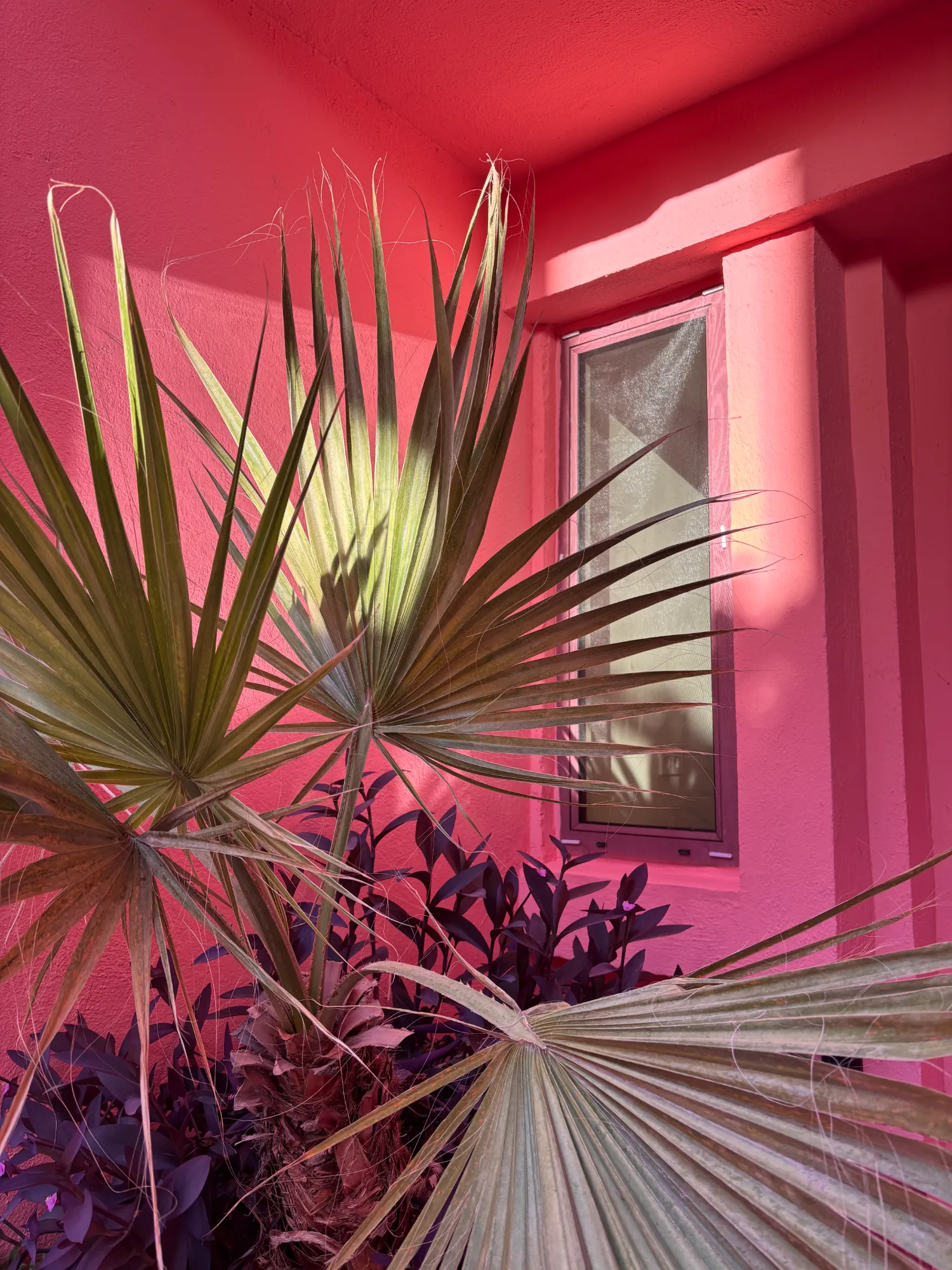 palmera y paredes rosas del edificio